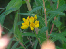 Lotus pedunculatus Moerasrolklaver bestellen